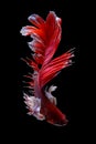 Beautiful moving moment of red white Half Moon elephant ear. Betta Splendens or Siamese Fighting Fish isolated on black Royalty Free Stock Photo