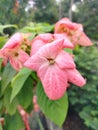 Beautiful mowcandha bloom on a tob plant Royalty Free Stock Photo