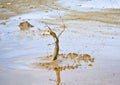 Beautiful mud splash Royalty Free Stock Photo