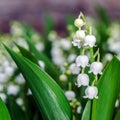 Beautiful muguet on the sun Royalty Free Stock Photo