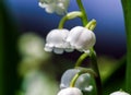 Beautiful muguet on the sun Royalty Free Stock Photo