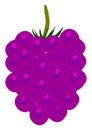 Beautiful mulberry, illustration, vector