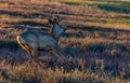 A Beautiful Mule Deer Buck in the Plains of Colorado