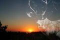 Beautiful Mule Deer Buck Silhouette With Sunrise In Northern California Royalty Free Stock Photo