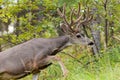 Beautiful mule deer buck with velvet antler