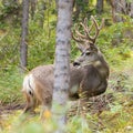 Beautiful mule deer buck with velvet antler Royalty Free Stock Photo