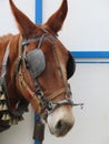 Beautiful mule ready for work by pulling the cart