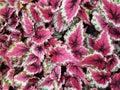 Beautiful multi-color leaves of Rex Begonia Shadow King Cherry Mint