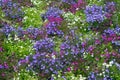 Beautiful multi-colored aubrietia flowers on a flower bed. Royalty Free Stock Photo