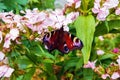 A beautiful multi-colored butterfly sits on flowers on a sunny clear day in the garden Royalty Free Stock Photo