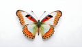Beautiful multi-colored butterfly on a white background