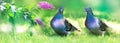 Beautiful multi-colored dove in the garden on a background of lilac flowers. Summer fresh bright image. Banner format.