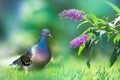 Beautiful multi-colored dove in the garden on a background of lilac flowers. Summer fresh bright image.