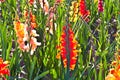 Beautiful multi-colored gladiolus in the meadow Royalty Free Stock Photo