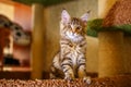 Beautiful multi-colored home cat sitting, Pets breed Maine Coon