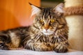 Beautiful multi-colored home cat sitting, Pets breed Maine Coon