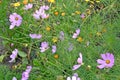 Cosmea garden. Summer flowers and greens