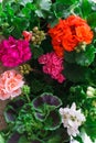 A beautiful multi-colored pelargonium in flower pots.