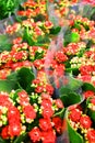 Beautiful multi-colored pelargonium in flower pots. Multicolored potted geraniums at a flower shop at a flower show