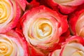 Beautiful multi-colored rose with dew drops close-up. For greeting cards. Royalty Free Stock Photo