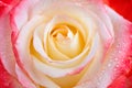 Beautiful multi-colored rose with dew drops close-up. For greeting cards. Royalty Free Stock Photo