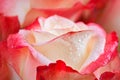 Beautiful multi-colored rose with dew drops close-up. For greeting cards. Royalty Free Stock Photo