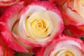 Beautiful multi-colored rose with dew drops close-up. For greeting cards. Royalty Free Stock Photo