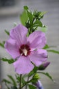 Beautiful Multi Colored Rose of Sharon in Bloom Royalty Free Stock Photo