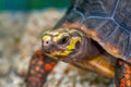 Beautiful multi-colored turtle by the lake closeup. Breeding turtles at home Royalty Free Stock Photo
