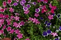 Beautiful multi-colored (violet, pink, red, white) Petunia Flowers. Pink petunia. Violet petunia. macro. selective focus Royalty Free Stock Photo