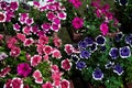 Beautiful multi-colored (violet, pink, red, white) Petunia Flowers. Pink petunia. Violet petunia. macro. selective focus Royalty Free Stock Photo