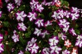 Beautiful multi-colored (violet, pink, red, white) Petunia Flowers. macro. selective focus Royalty Free Stock Photo