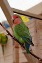 Beautiful multi coloured parrot sits on a branch in an aviary Royalty Free Stock Photo
