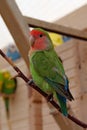 Beautiful multi coloured parrot sits on branch in an aviary Royalty Free Stock Photo