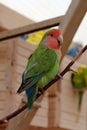 Beautiful multi coloured parrot sits on a branch in aviary Royalty Free Stock Photo