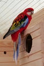 Beautiful multi coloured parrot sits near birdhouse Royalty Free Stock Photo