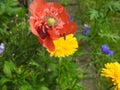 Hoverfly visiting a poppy