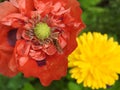 Hoverfly visiting a poppy