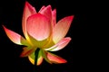 Translucent lotus flower