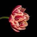 Beautiful multicolor blooming tulip with stem isolated on black background. Close-up shot. Royalty Free Stock Photo