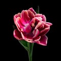 Beautiful multicolor blooming tulip with stem and leaves isolated on black background. Close-up shot. Royalty Free Stock Photo