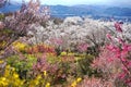 Beautiful multicolor flowering trees at Hanamiyama Mountain of flowers park .