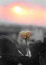 Beautiful Multicolor Lantana camara flower with selective color filter and black white leaves in the sunset