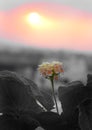 Beautiful multicolor lantana flower with leaves and selective color filter