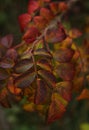 Beautiful multicolor red with green and maroon autumn rosehip leaves