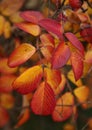 Beautiful multicolor red with orange autumn rosehip leaves