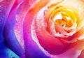 Beautiful multicolor roses flower for floral background Royalty Free Stock Photo