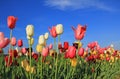 Beautiful multicolor tulip field against blue sky Royalty Free Stock Photo
