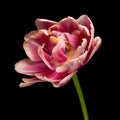 Multicolor blooming tulip with green stem isolated on black background. Close-up studio shot. Royalty Free Stock Photo