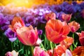 Beautiful multicolor tulips, close up